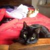 All three cats